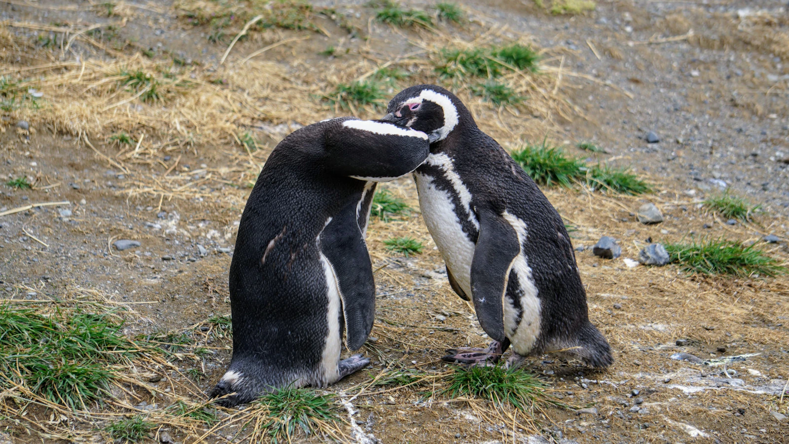 Dos pingüinos de Magallanes en Isla Magdalena, Chile