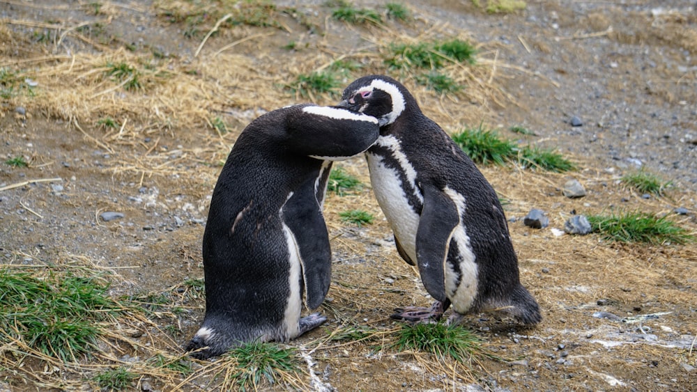 two penguins