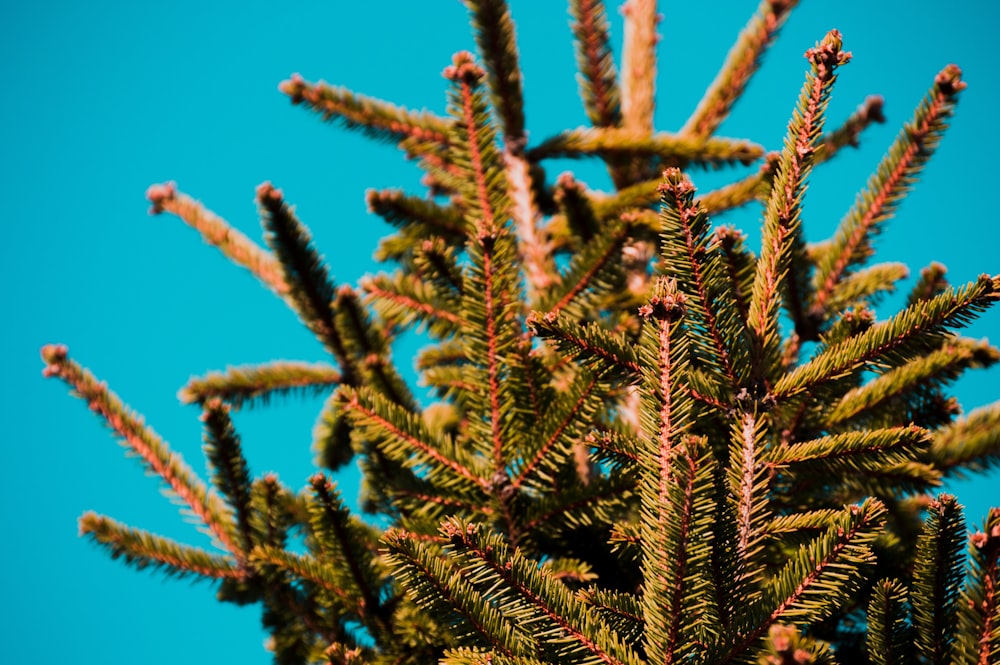 green leafed plant