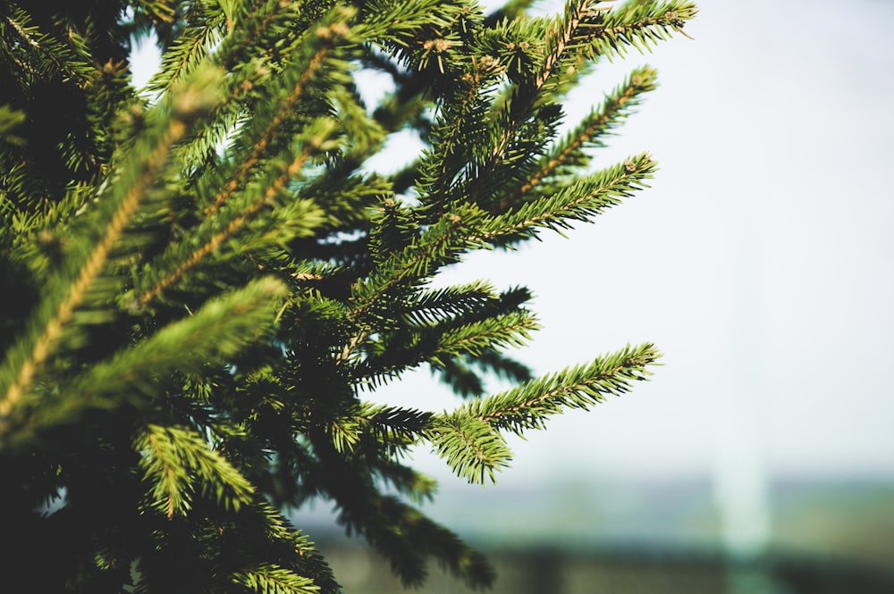selective focus photography of pinetree at daytime