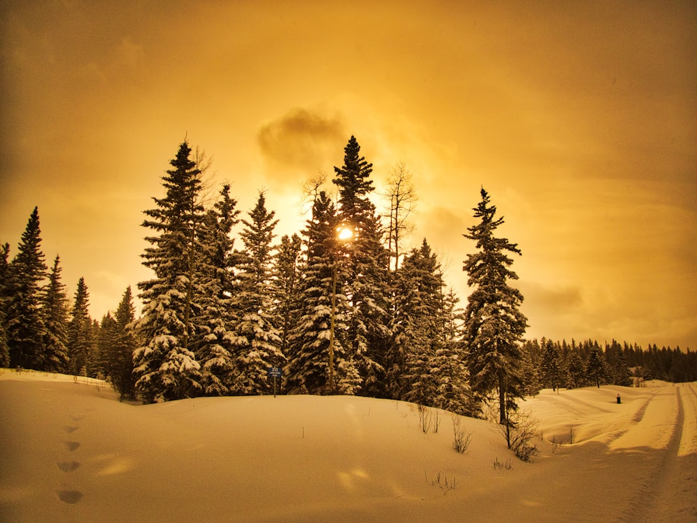 landscape photography of pine trees during golden hour