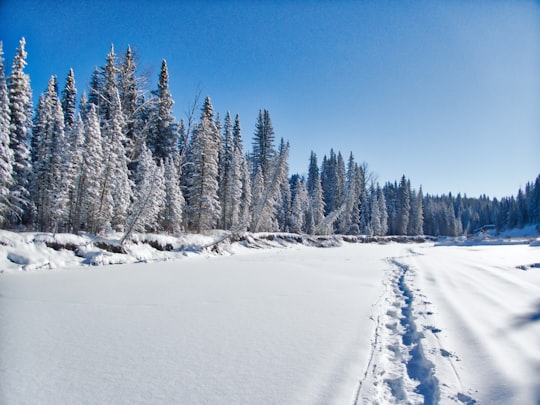 photo of snow-covered trees during daytime in James River Canada