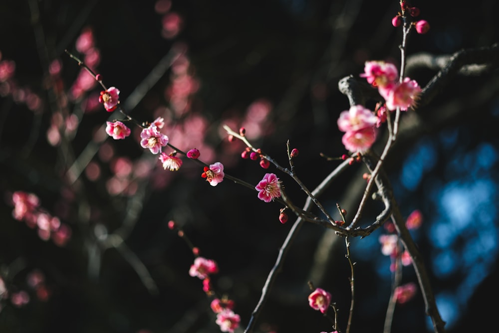 꽃이 만발한 분홍색 꽃잎의 선택적 초점 사진
