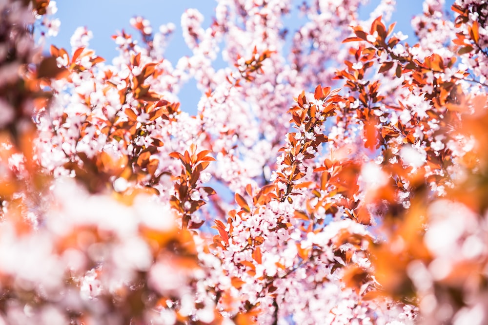 昼間のピンクの花びらのセレクティブフォーカス撮影