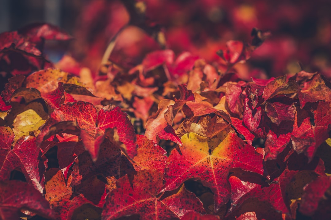 closeup photo of red maple leaves, Autumn leaves