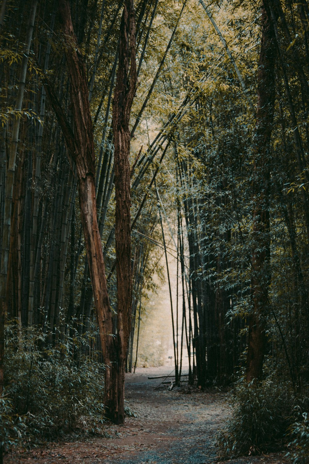 a dirt road surrounded by tall trees and greenery