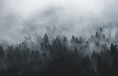 photo of tall trees during foggy day fog zoom background