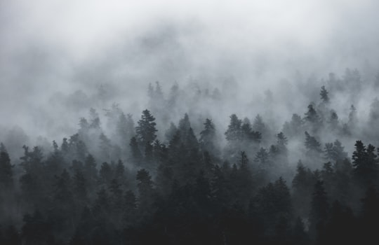 photo of tall trees during foggy day in Parnassos Greece