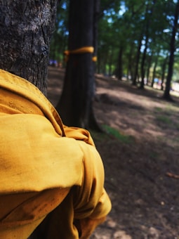 A yellow fabric is wrapped around the trunk of a tree in a forest setting. The background reveals multiple trees under a canopy of green foliage, with sunlight filtering through. The forest floor is covered in brown dirt and scattered leaves.