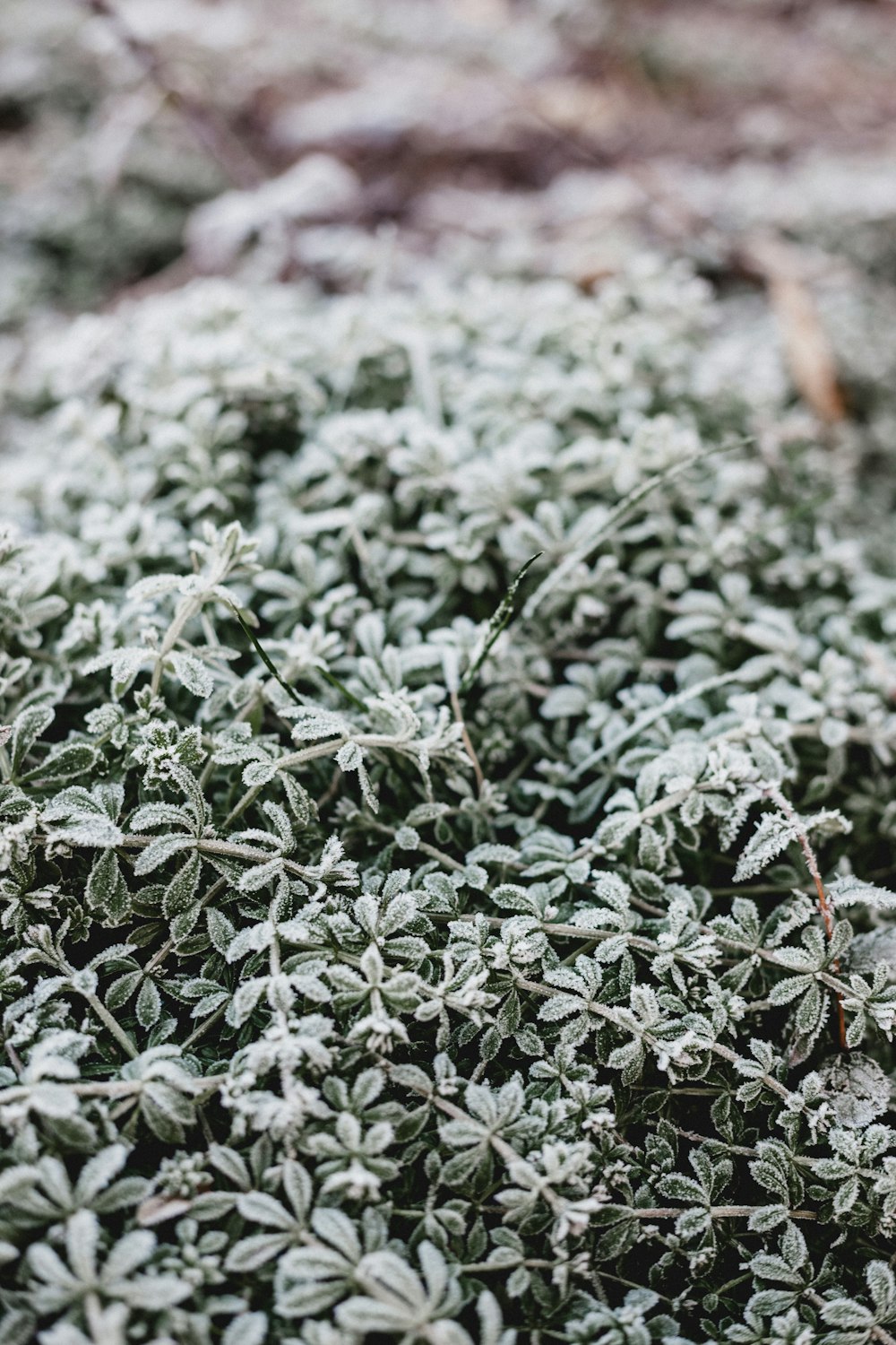 foto ravvicinata di piante congelate