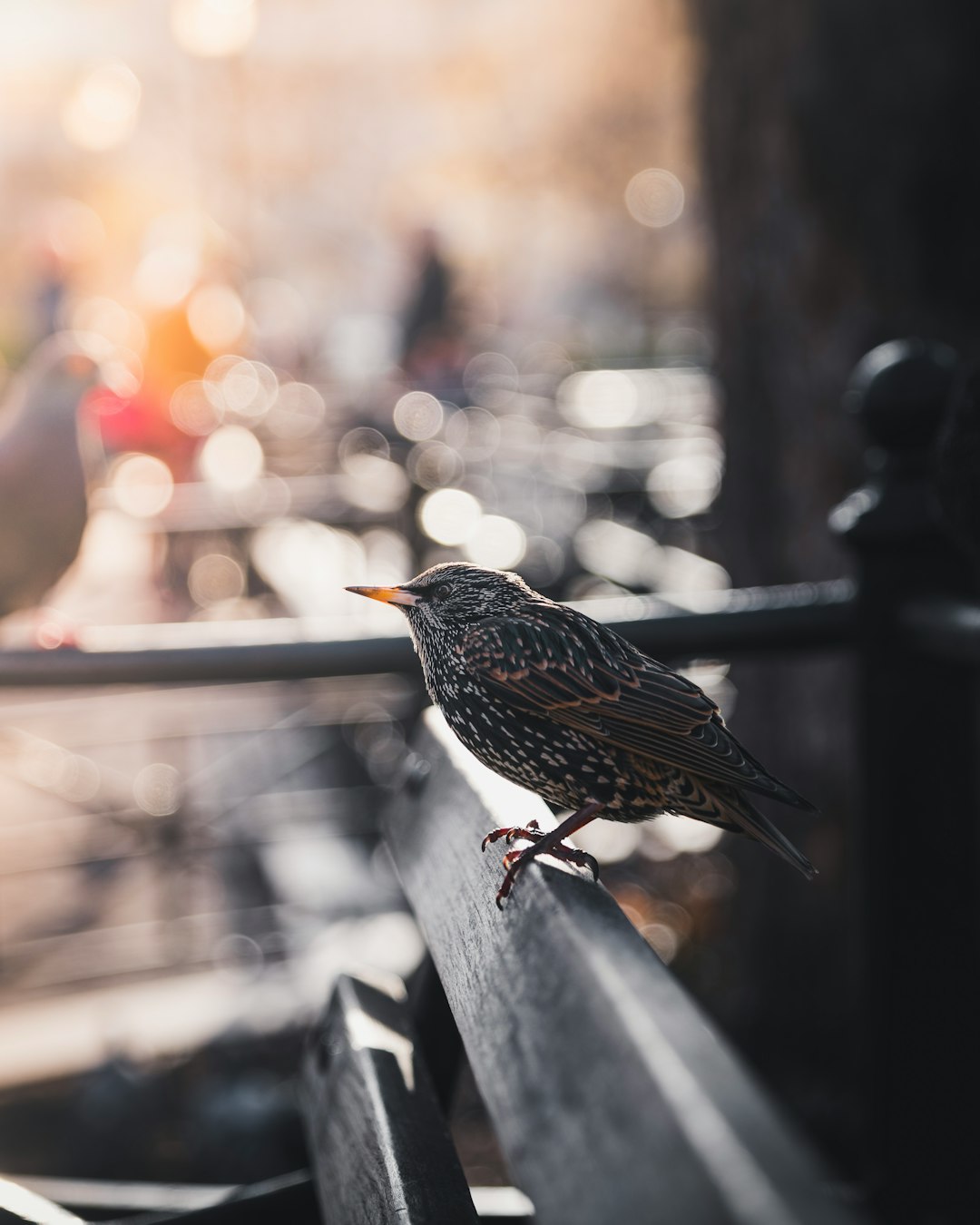 selective focus bokeh photography of gray bird on bench