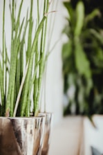 green plant