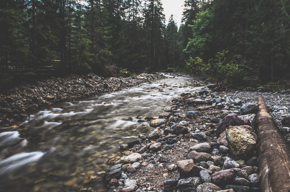 rivière entourée d’arbres