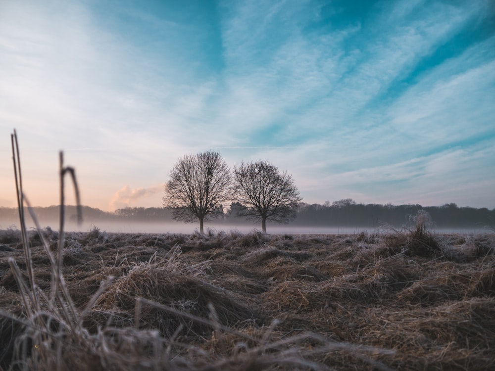 two leafless trees in field under cirrus clouds