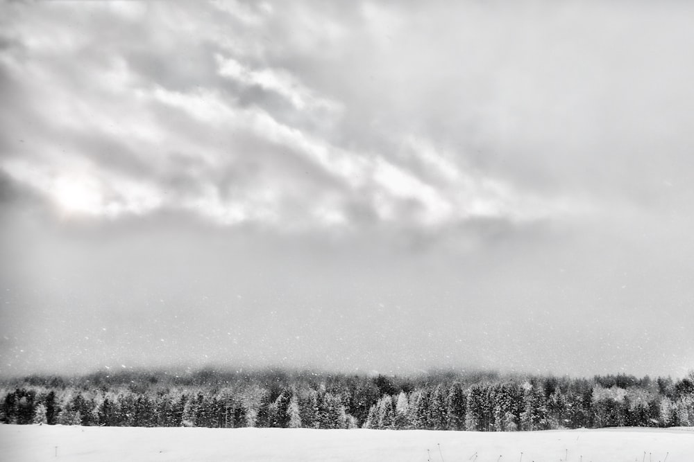 grayscale photography of pine trees