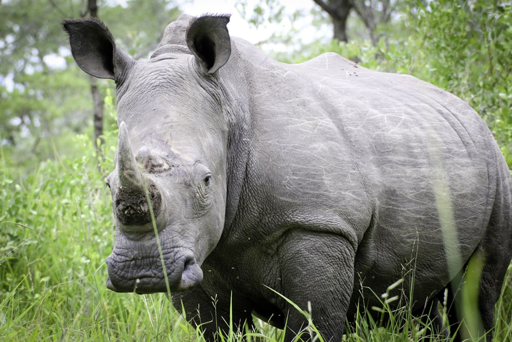 rhinocéros gris sur les graminées