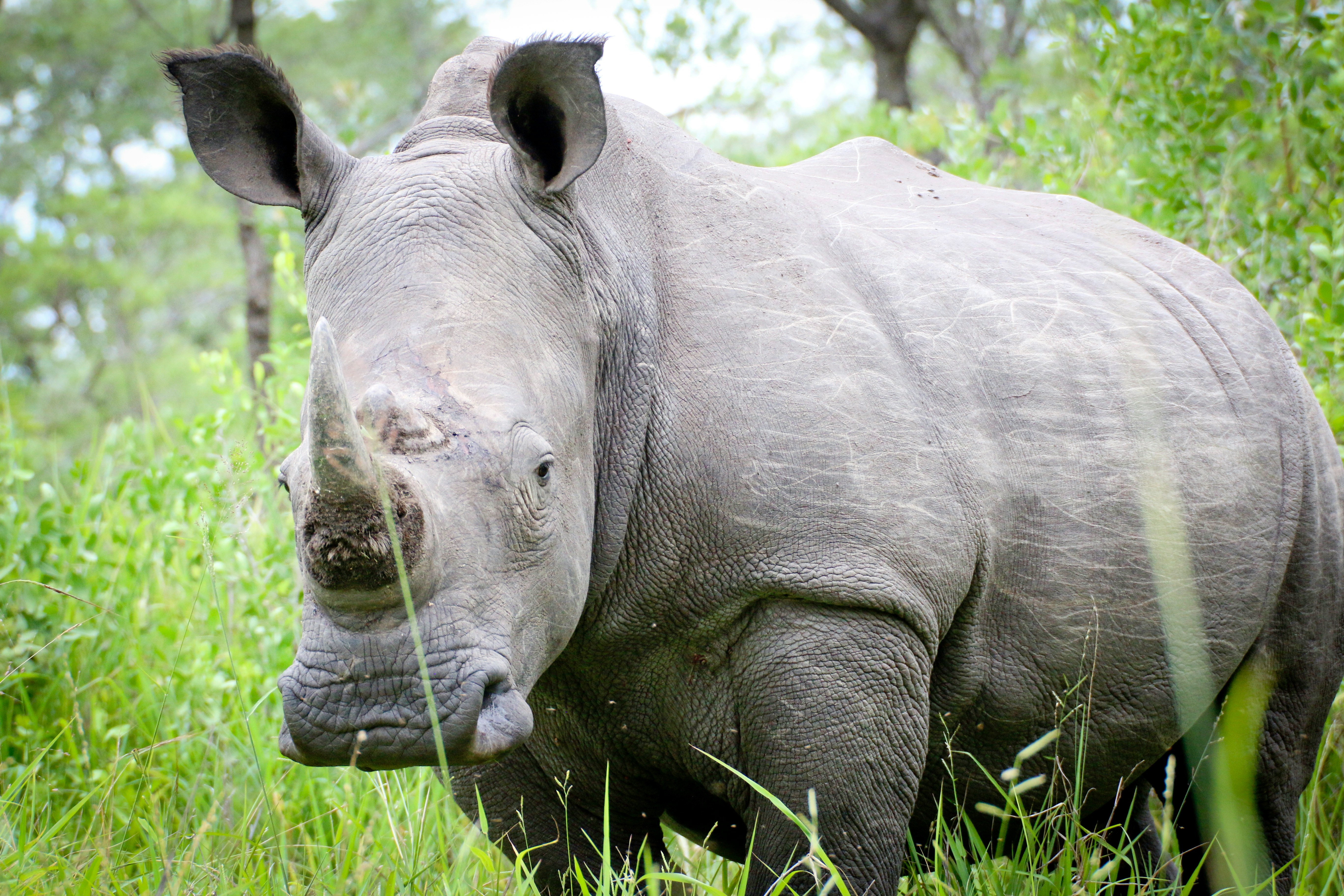 gray rhinoceros on grasses