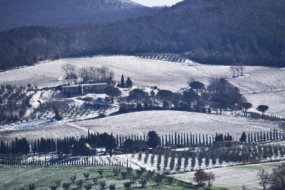 aerial photography of trees and mountain