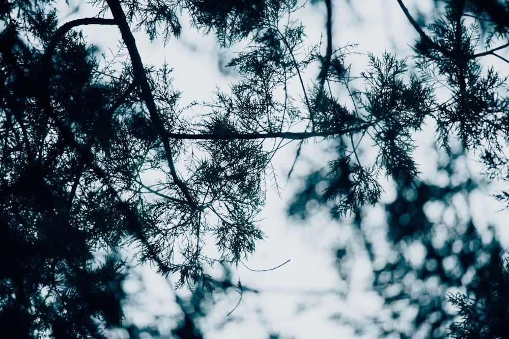 worm's-eye view of green leaves under cloudy sky