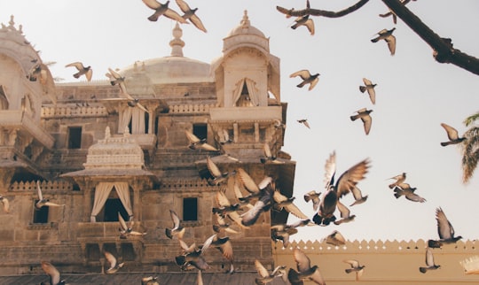 flock of birds during daytime in Udaipur India