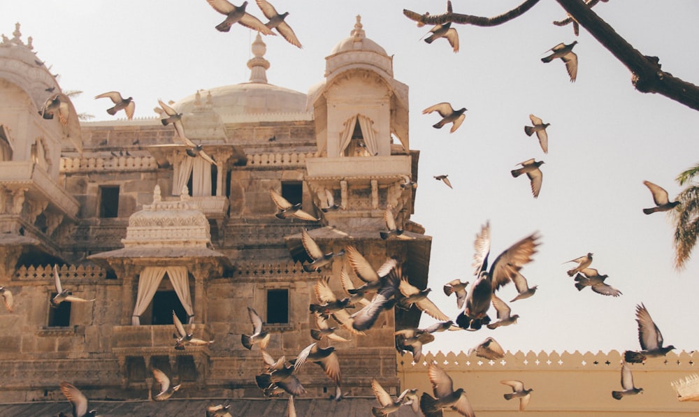 flock of birds during daytime