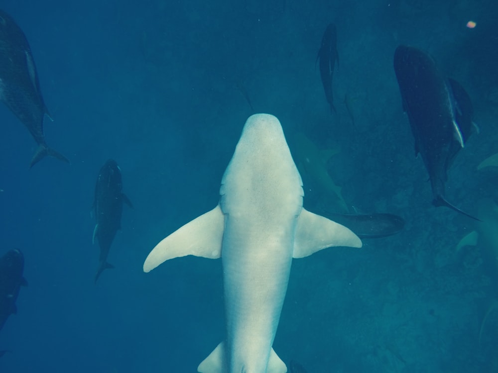 Unterwasserfoto eines Hais