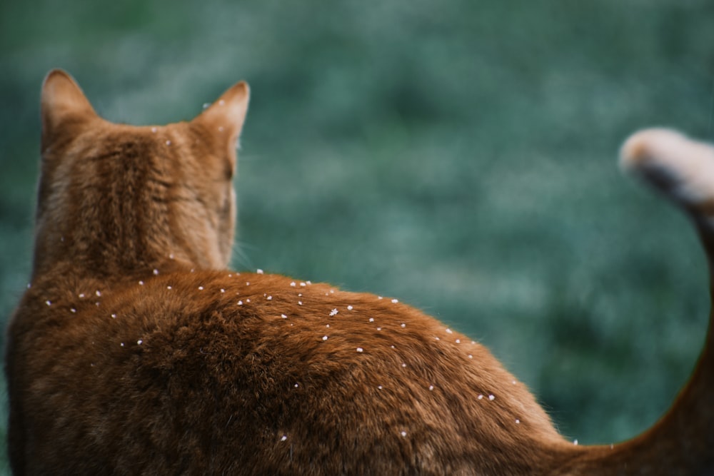 cat raising tail in front of grass