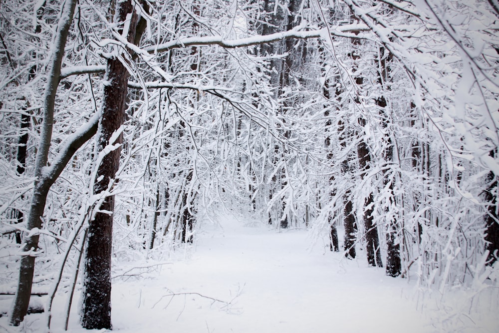 pathway between trees covered with snow