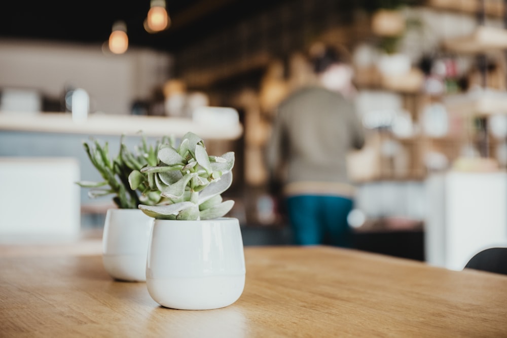 selective focus photography of two white ceramic potted green and white succulents on