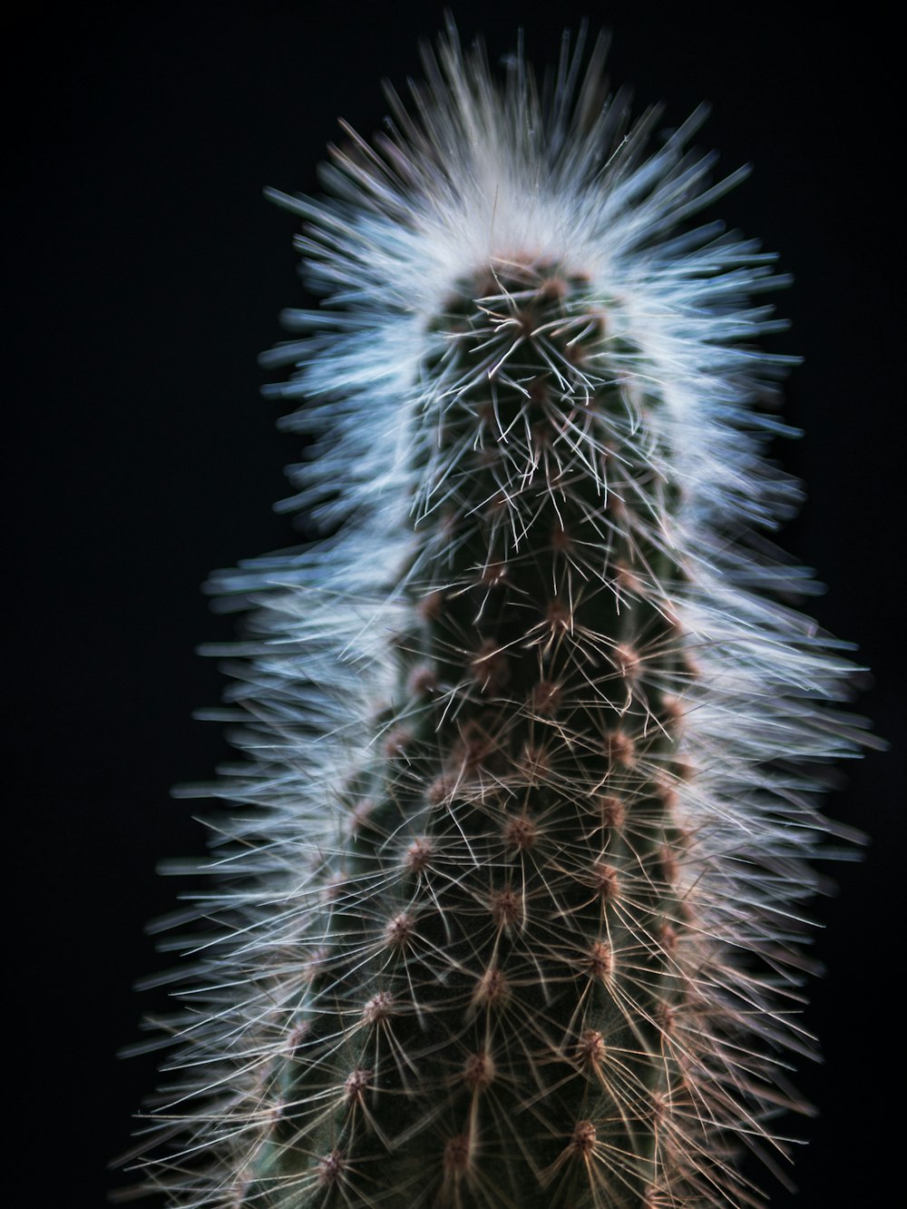 closeup photo of green cactus