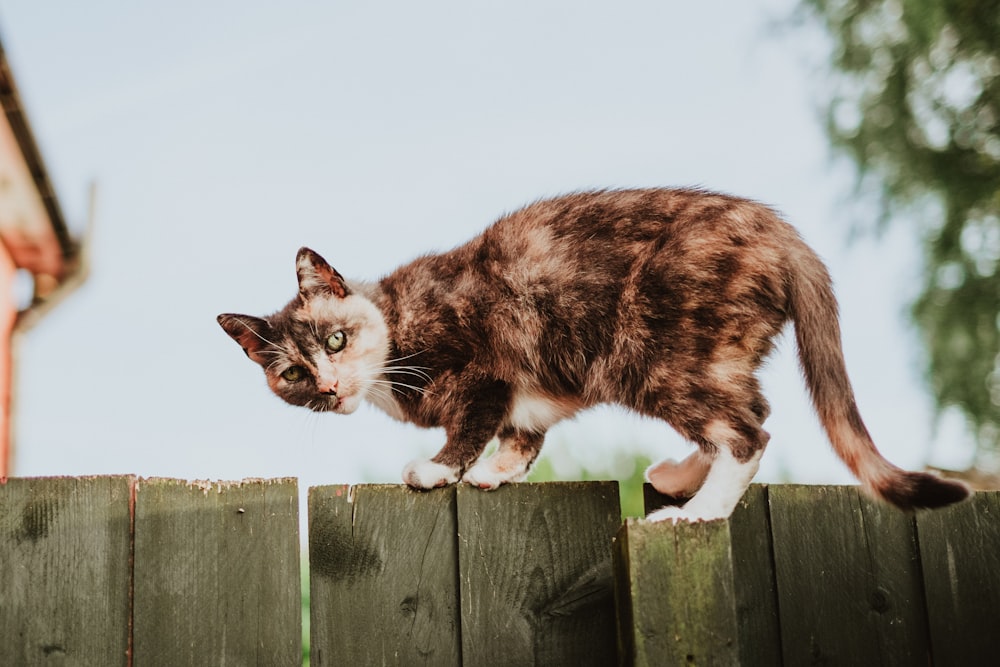 tortoise shell cat on fence