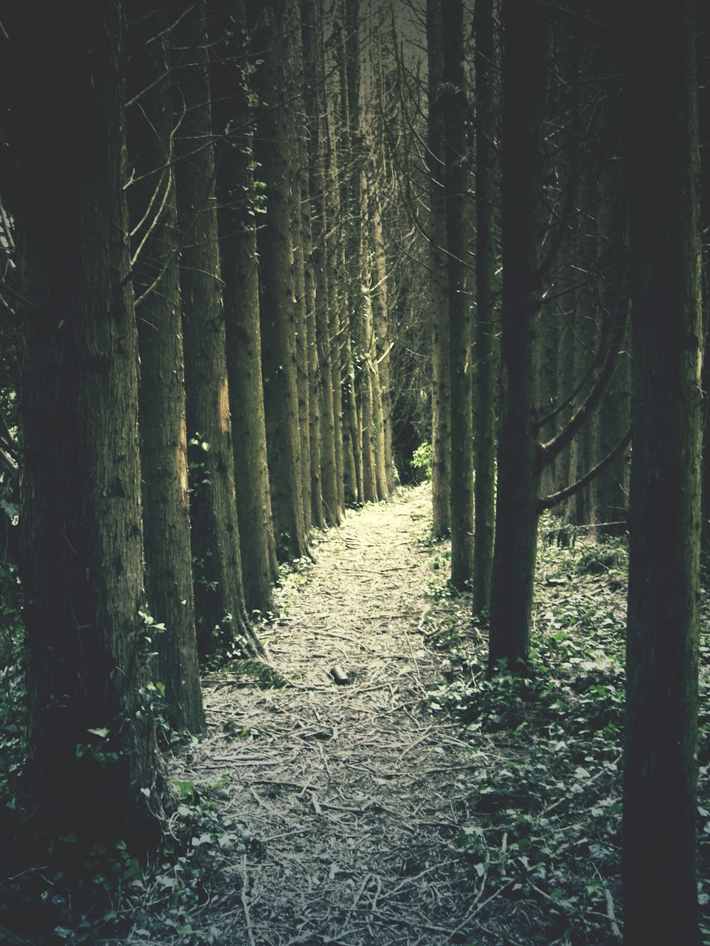 grayscale photo of trees on forest