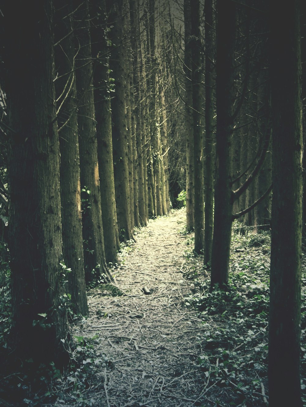Foto in scala di grigi di alberi sulla foresta