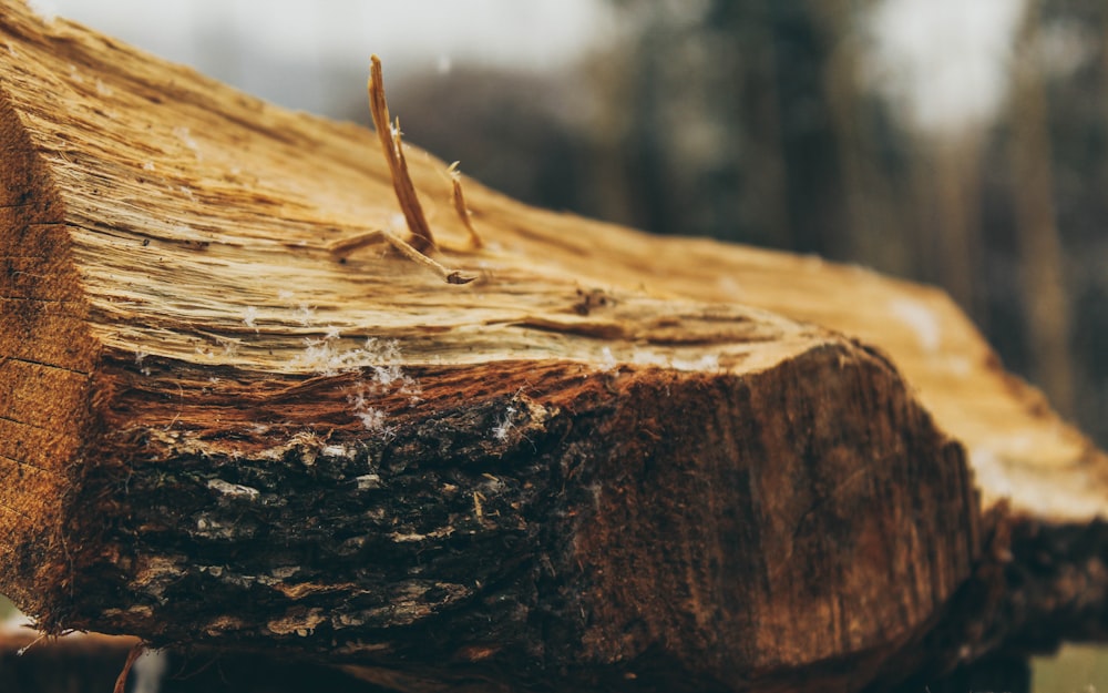 shallow focus photo of brown wood log