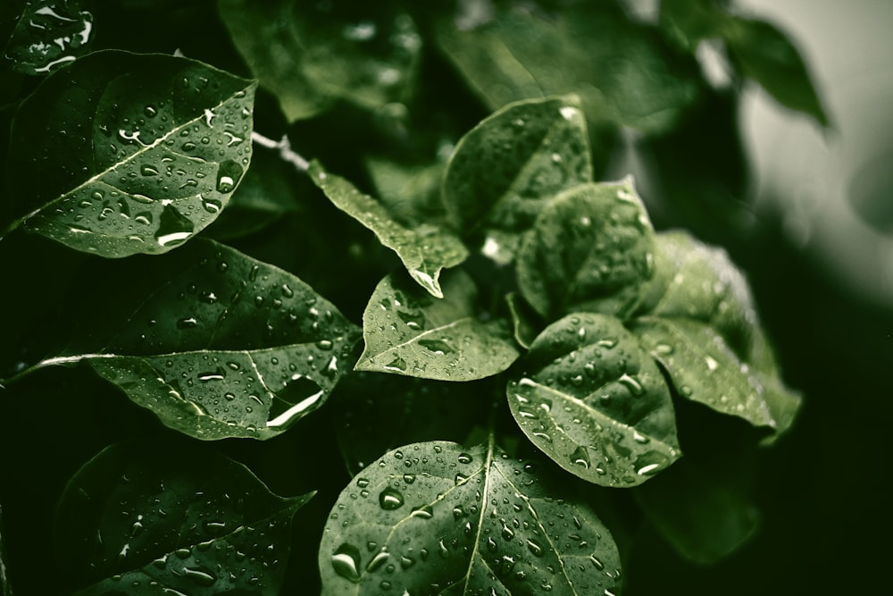 Fotografía de enfoque selectivo planta de hoja verde con rocío