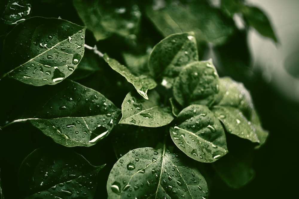 露とセレクティブフォーカス写真緑の葉の植物