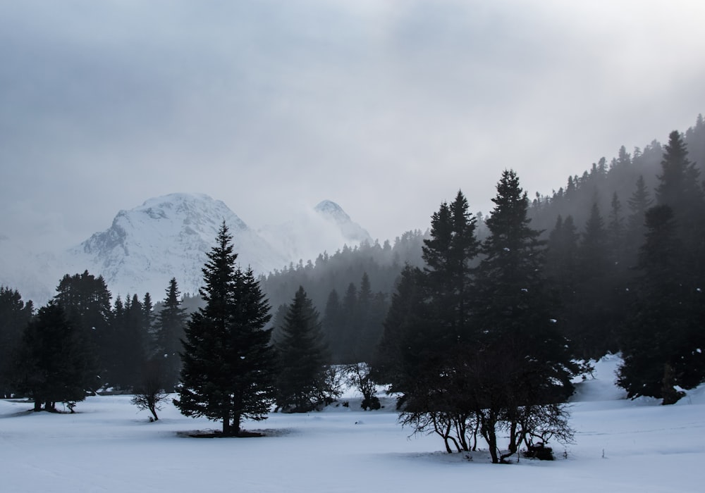 pine forest covered by snow and mist