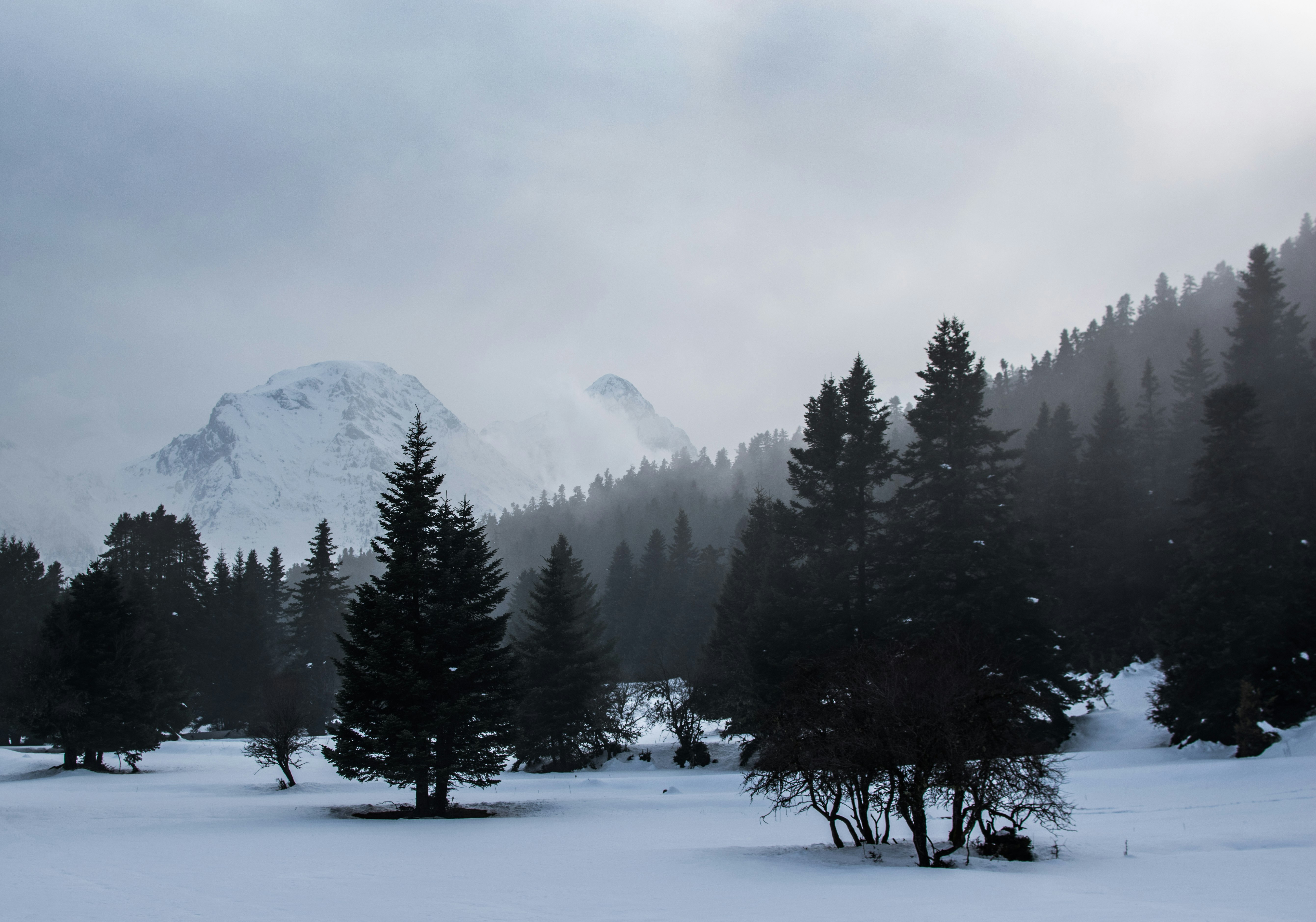 pine forest covered by snow and mist