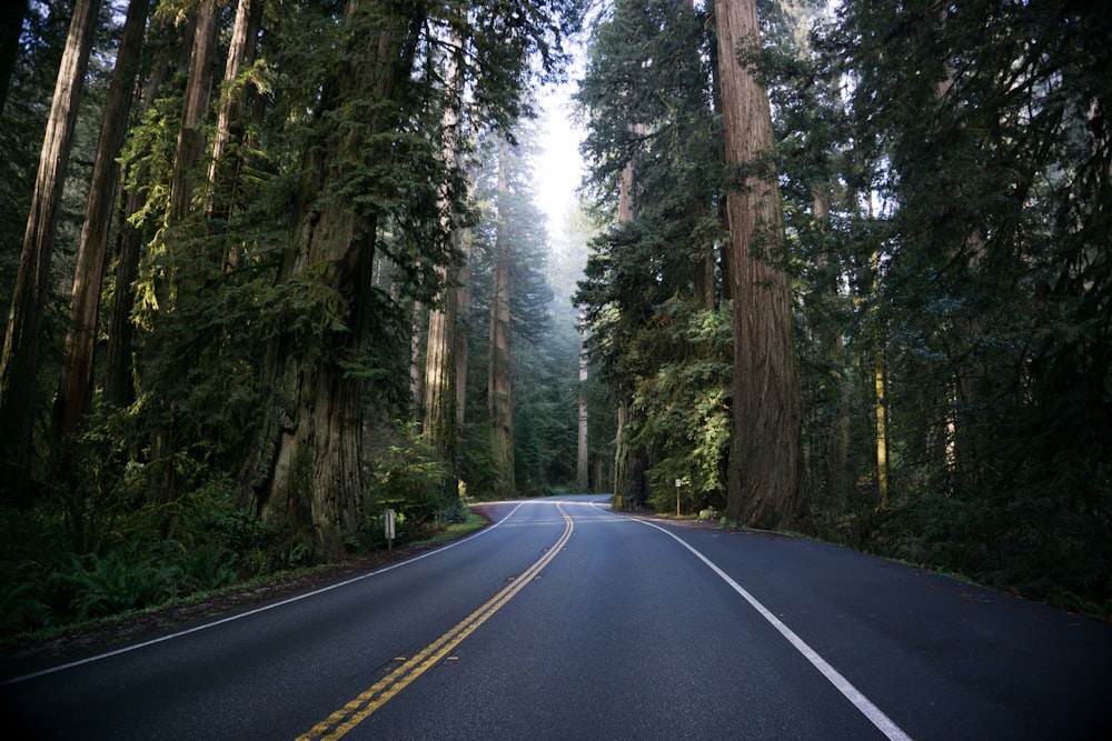 empty road between tall trees