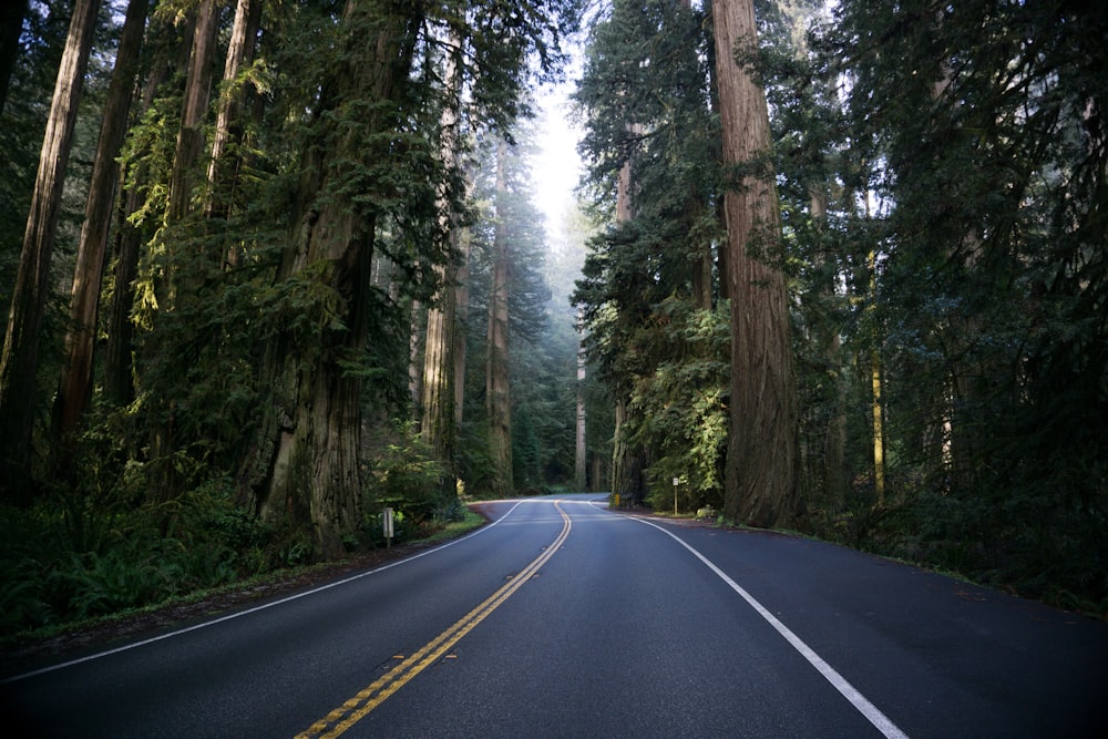 strada vuota tra alberi ad alto fusto