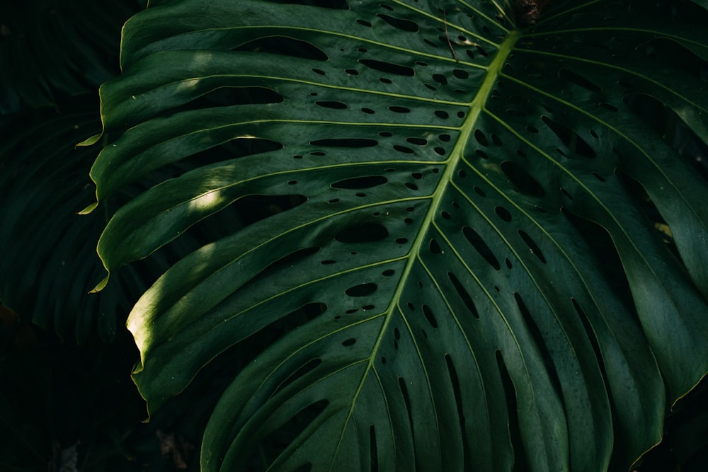 green leaf during daytime