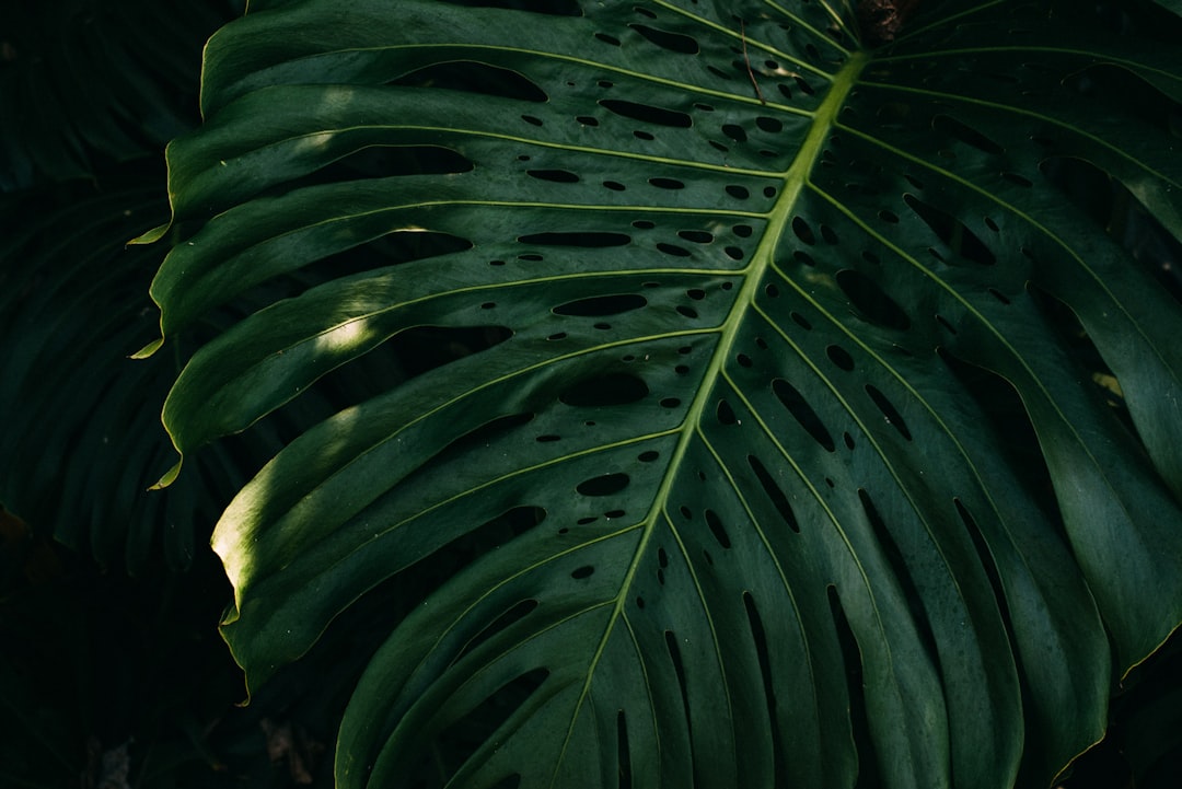 green leaf during daytime