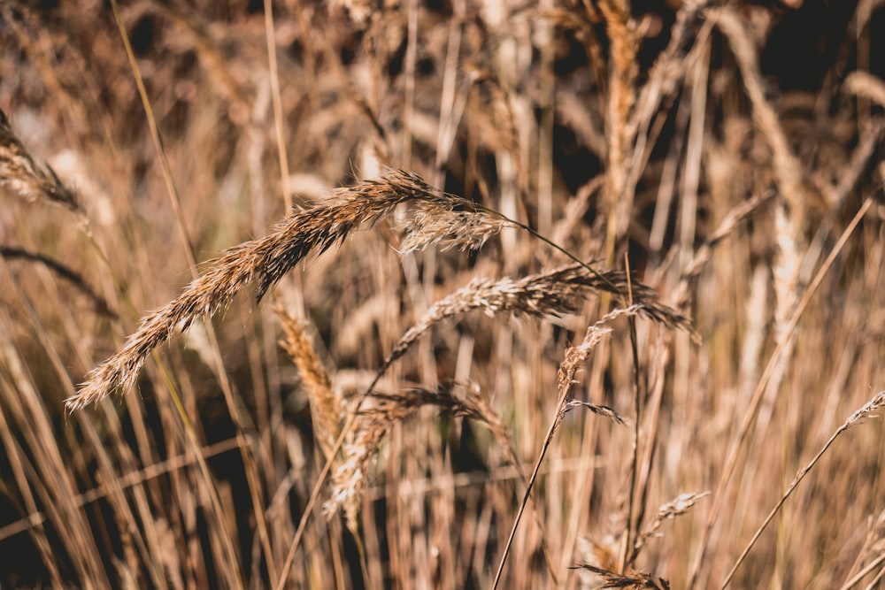 brown grass during daytime close-up photography