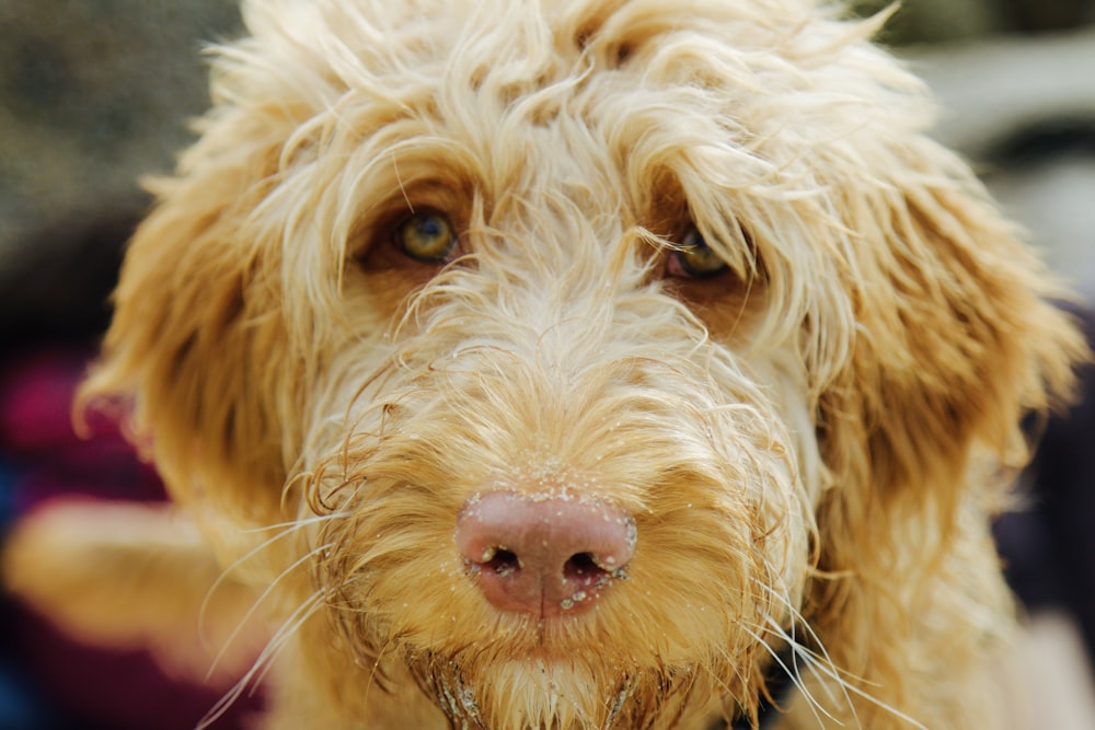 photo en gros plan d’un chien brun à poil long