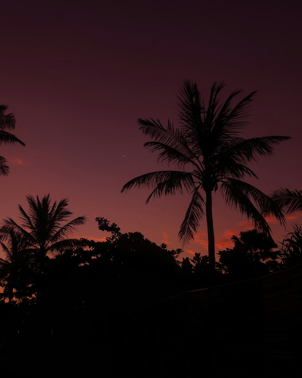밤 시간 동안 코코넛 나무의 사진