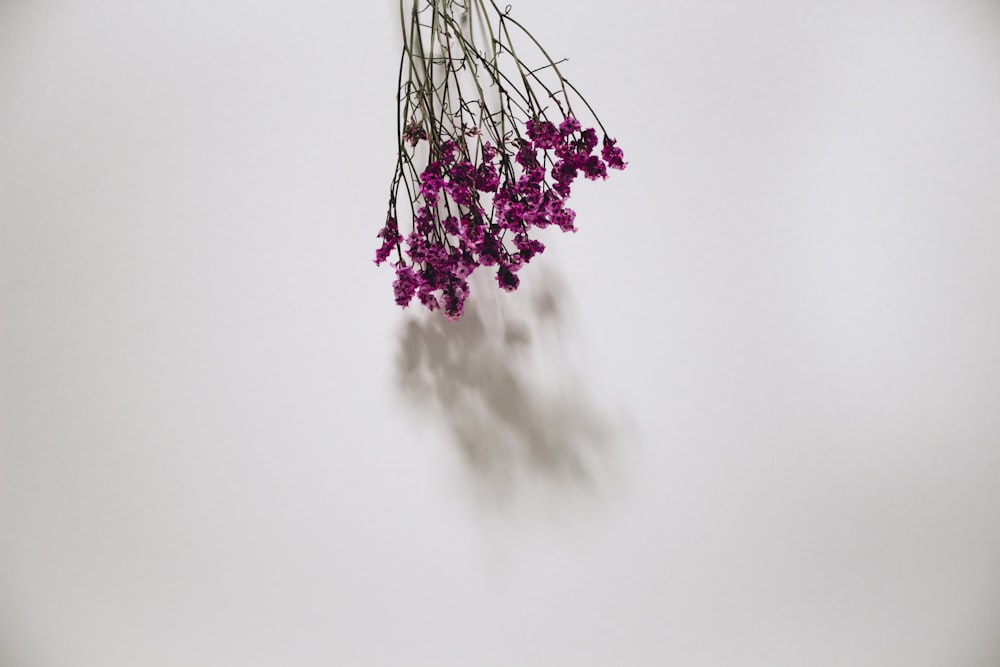 fleurs de pétales violets