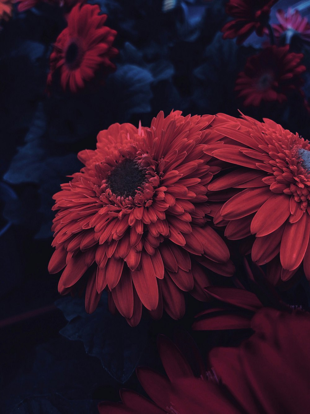 flores de pétalas vermelhas