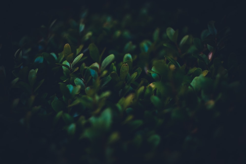 Foto de primer plano de plantas de hojas verdes