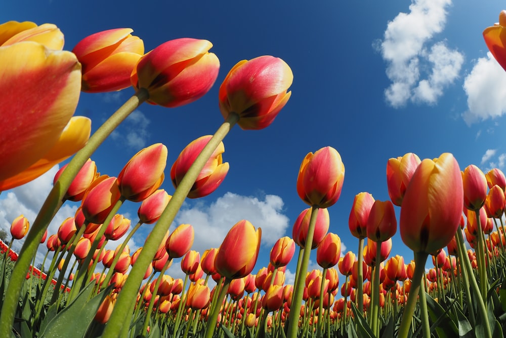 worm's eye view of tulips