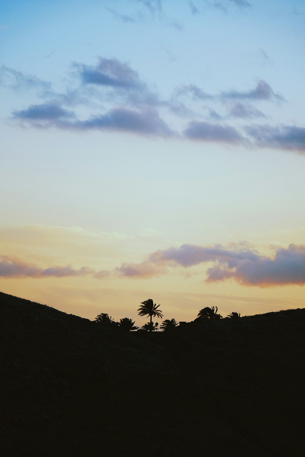 silhouette of palm tree on top of hill